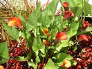 IMGP0825